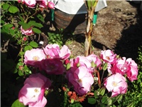 646ec2f3-Picture 023.jpg